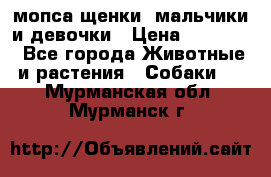 мопса щенки -мальчики и девочки › Цена ­ 25 000 - Все города Животные и растения » Собаки   . Мурманская обл.,Мурманск г.